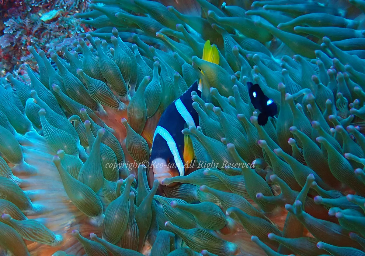 クマノミとミツボシクロスズメダイ