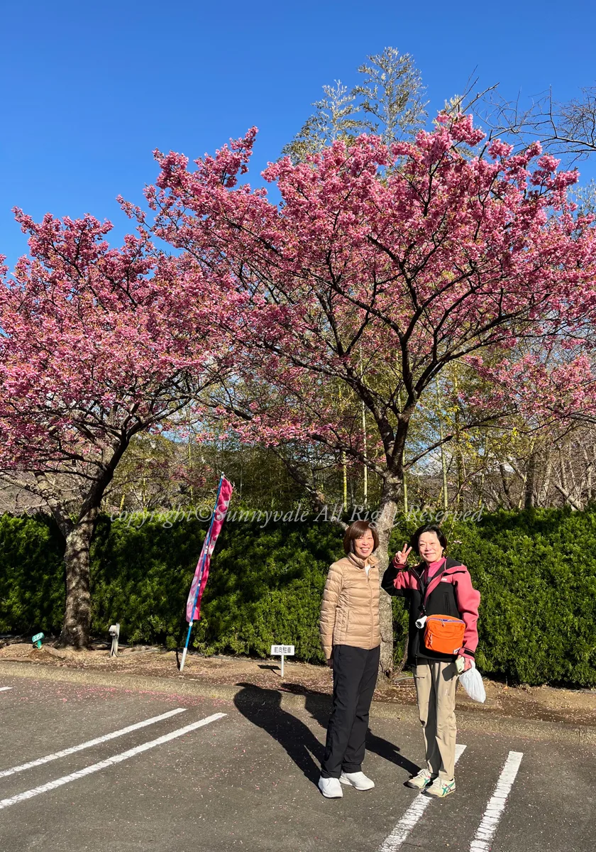 土肥桜