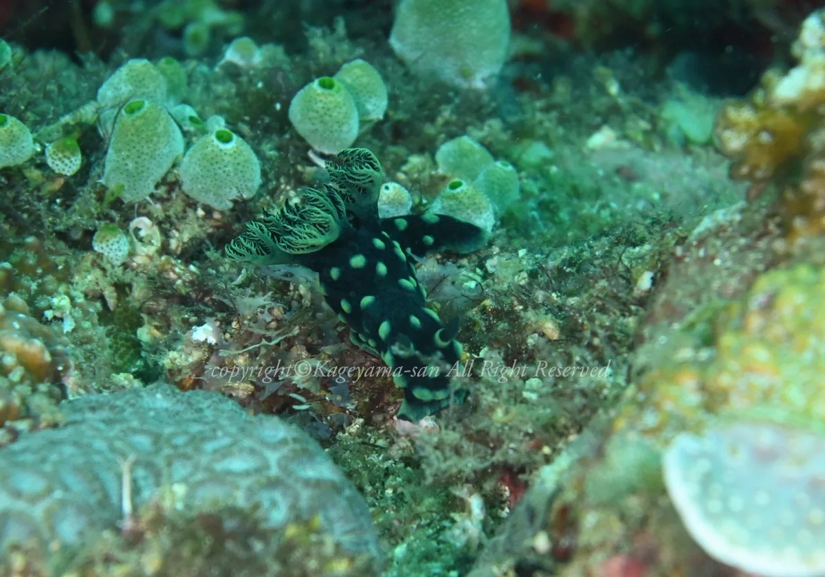 トサカリュウグウウミウシ