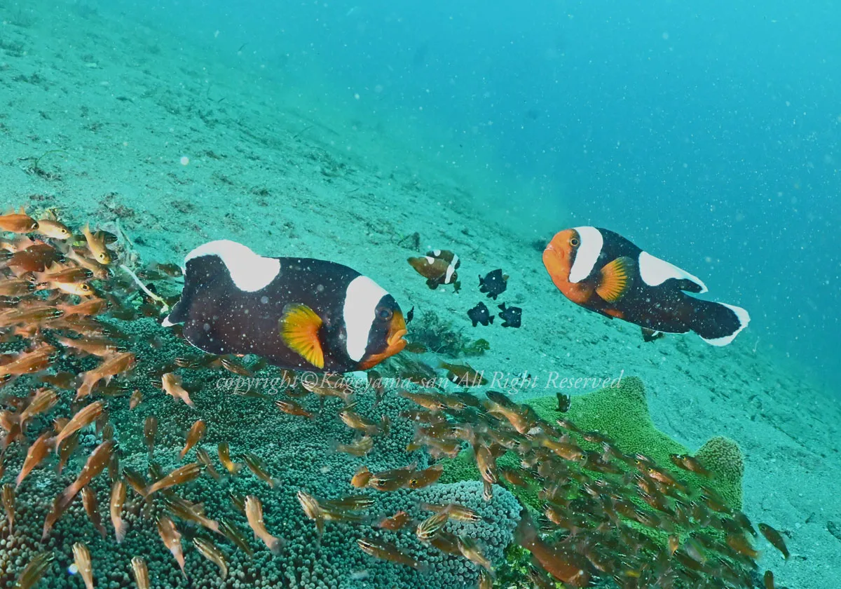 トウアカクマノミ