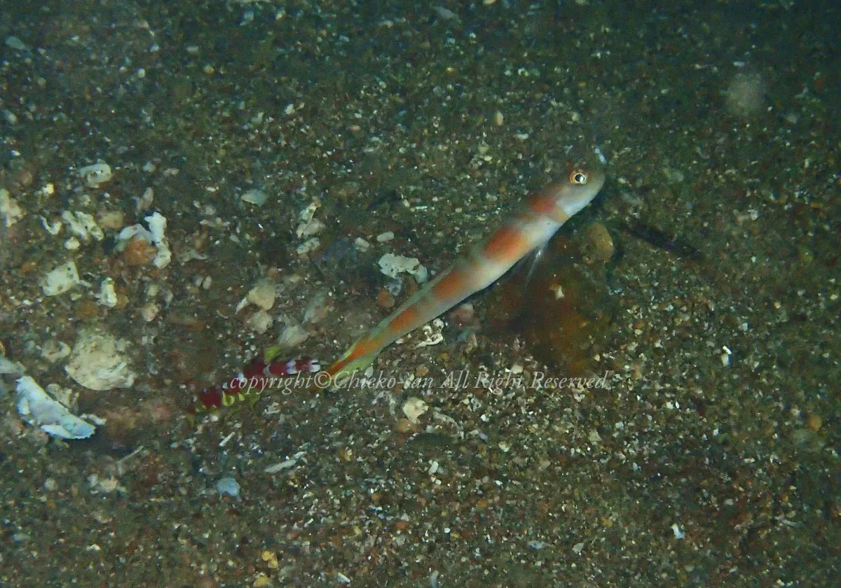 ヤノダテハゼとコトブキテッポウエビ